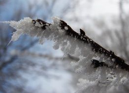 ice branch cold snow