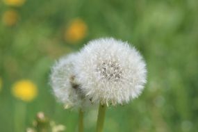 Two white dandelion flowers on the meadow close-up on blurred background