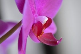 stunning orchid flower beauty