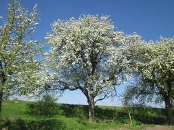 landscape of trees blooming in Germany