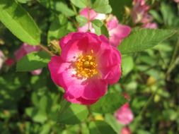 Beautiful pink, white and yellow flowers in the park in light