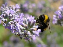 striped bee on lavender