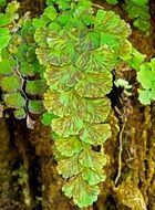 unusual green fern in the forest
