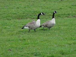 two geese on green grass