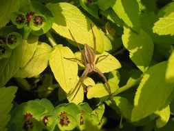 closeup view of spider on a green bush in the garden