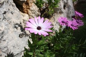 surprising beauty purple plant