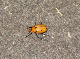 Grapevine Beetle, Spotted June Beetle, orange and black bug on grey surface