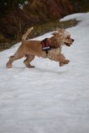Cocker spaniel is running through the snow