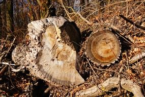 close up photo of cut tree in autumn forest