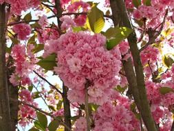 colorful cherry tree blossom