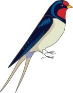 swallow bird picture