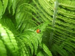 small ladybug on a fern leaf