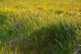 green grass sunshine view