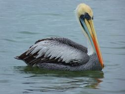 gray pelican on water close-up
