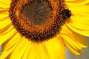 helianthus annuus flower with bee macro