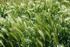 green field of wheat close up