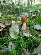small mushroom grows in the grass