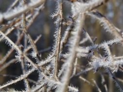 spines on a tree branch in the forest