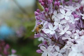 Bee on the flowers of lilac