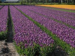 purple tulips field in spring