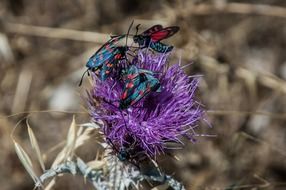 family of beetles on the flower