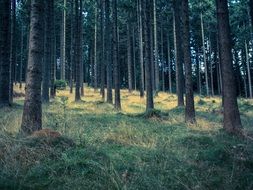 panorama of forest thicket in waldviertel