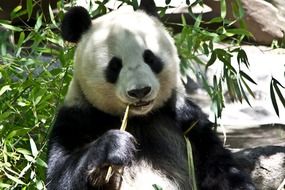 panda near a green tree in the wild