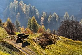 Cattle on alpine mountain