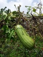 green pumpkin on the vine