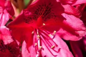 red rhododendron flower