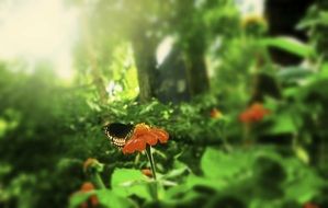 dark butterfly on orange flowers in green thickets