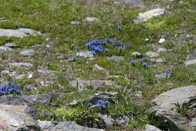 gentian on stony ground
