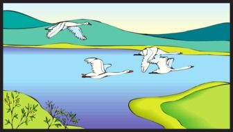 drawing of swans flying over the river