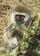 cub velvet monkey chews grass in Africa