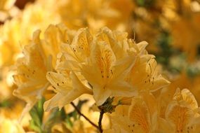 yellow flowering buds