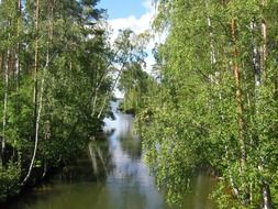 stream among birches in finland