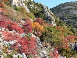foliage fall trees