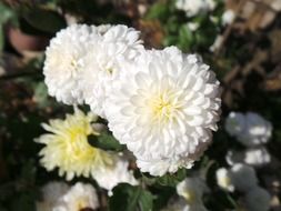 white dahlias in the flowerbed