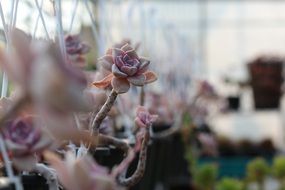 fleshy garden plant