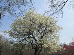 Cherry tree with white flowers in the park