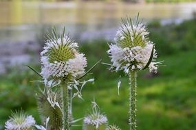 cocklebur herb