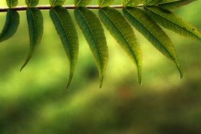 unique and elegant leaves close-up on blurred background