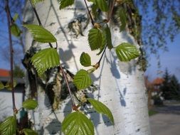 green leaves on birch branches