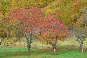 autumn landscape with yellow trees