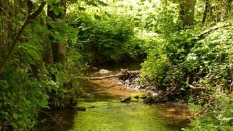 stream among green thickets