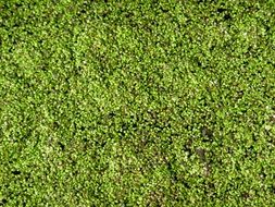 duckweed on the surface of the pond