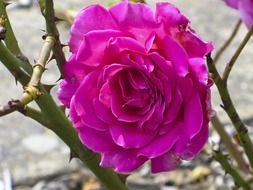 rose pink thorn flower beautiful