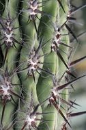 Photo of prickly cactus