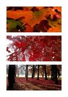 collage in the form of autumn pictures