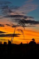 grass silhouette on sunset background